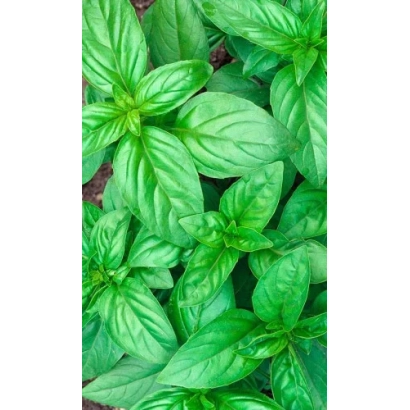 Свежие листья базилика на фоне зелени - ЦИТРУСОВЫЙ ФРЕШ