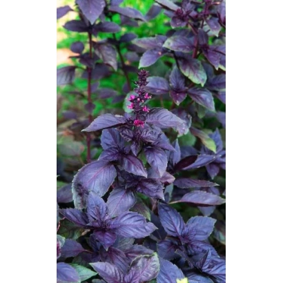 Basil plant with dark purple leaves - Gypsy Baron