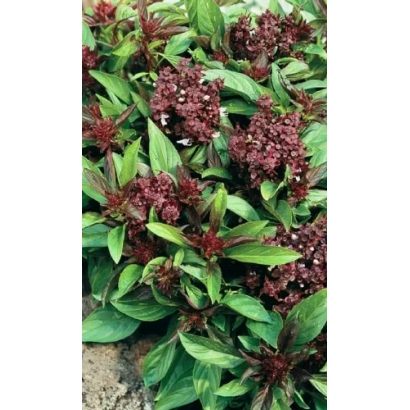 Базилик Диво Дивное на фото