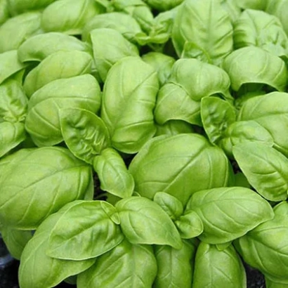 Свежие листья базилика - Эдвина