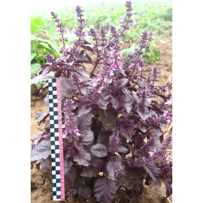 Basil plant with a meter ruler for height measurement - EREVAN SAPPHIRE BASIL