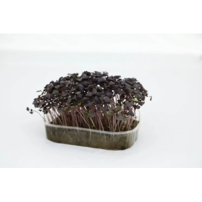 Продукт — базилик в прозрачном контейнере на белом фоне - ФИЛОСОФ