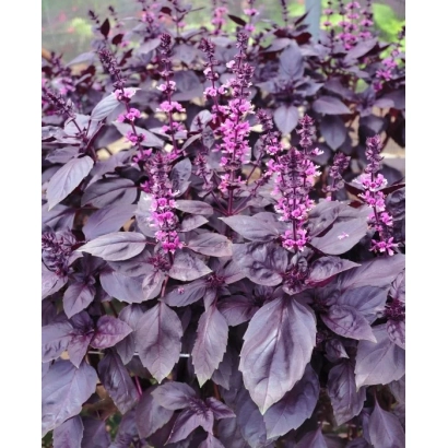 Растение с фиолетовыми листьями и цветками, сорт Фиолетовый