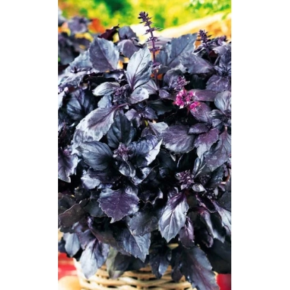 Куст фиолетового базилика в корзине - ФИОЛЕТОВЫЙ БЛЕСК