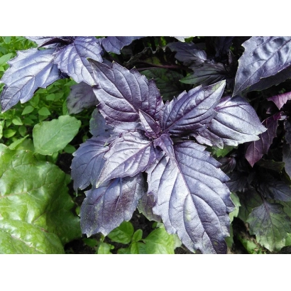 Свежие листья базилика на фоне зелени - ГАСТРОНОМ