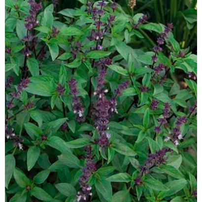 Plant with purple flowers and green leaves, likely basil - GURMAN ANISE