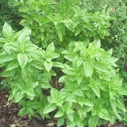 Basil plant in a garden bed - GUERMAN CLOVE