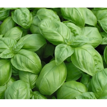 Fresh basil leaves - GUERMAN MINT