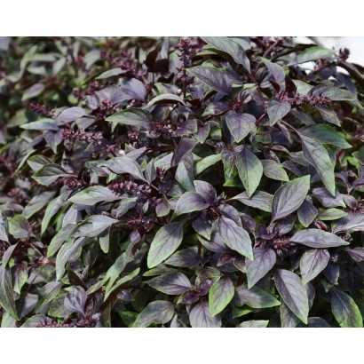 Крупный план листьев базилика с темно-фиолетовой окраской - ХАКИ