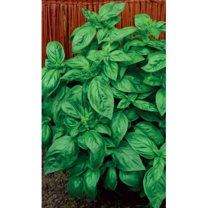 Свежие листья базилика на фоне деревянного забора - ИТАЛЬЯНСКИЙ ЭКСПРЕСС