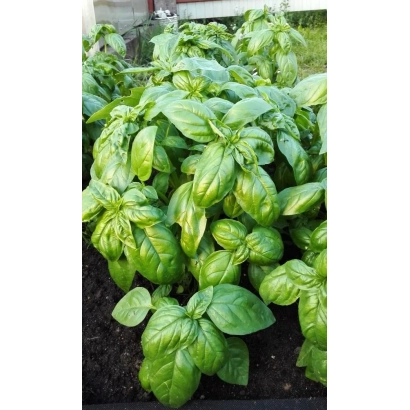 Базилик в горшке на земле - КАРЛИК