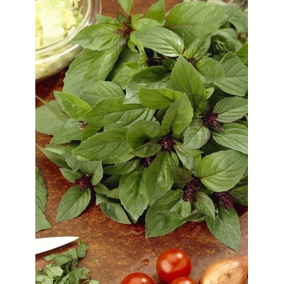 Fresh basil with red stems on a wooden surface - VANILLA