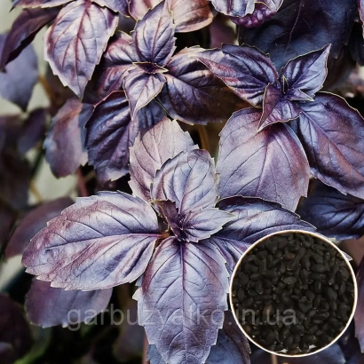 Крымский фиолетовый базилик с семенами в круглом контейнере