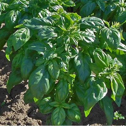 Basil plant in a garden bed - Legion