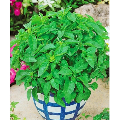 Растение базилик в синем горшке на фоне цветов - Лемона