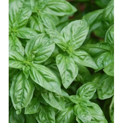 Fresh basil leaves against a green background - LEMON SLICES