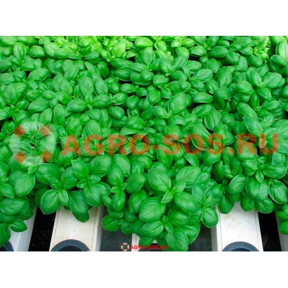 Зеленый базилик на гидропонике с надписью AGRO SOS - Мариан