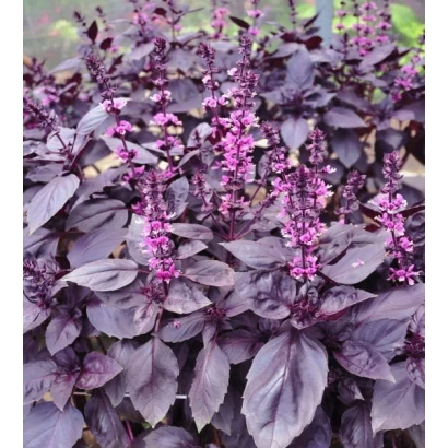 Крупний план фіолетового базиліку з цвітучими суцвіттями - МОСКВОРЕЦЬКИЙ СЕМКО