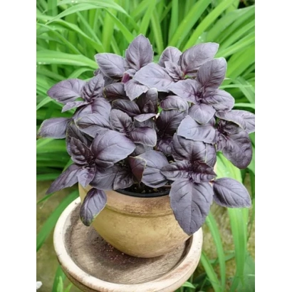 Растение базилик Опал в горшке на фоне зелени