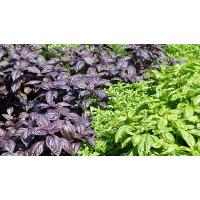 Close-up of purple and green basil plants in a field - YURIY FADEEV MEMORIAL BASIL