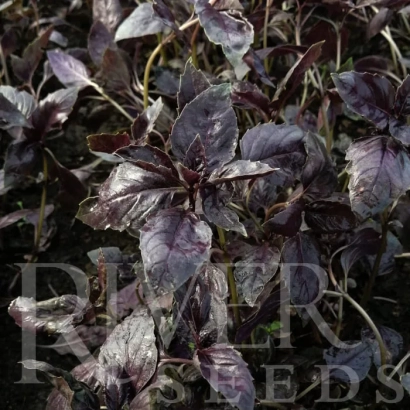 Close-up of dark purple basil leaves of the ROKS variety against a backdrop of lush greenery.