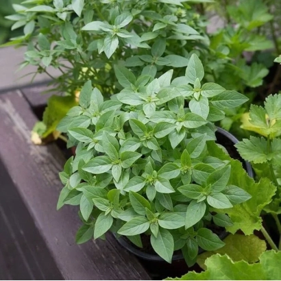 Basil plant in a pot on a wooden surface - SHALUN