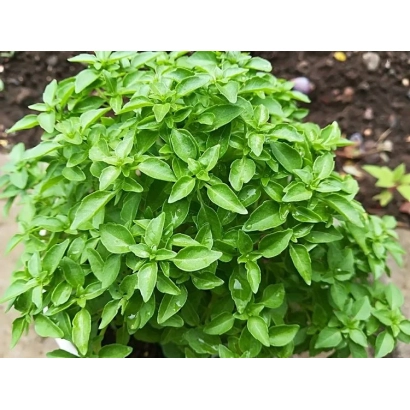 Растение базилик на земле - Созвездие
