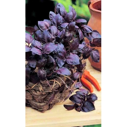 Fresh basil with dark purple leaves in a basket - OLD YEREVAN