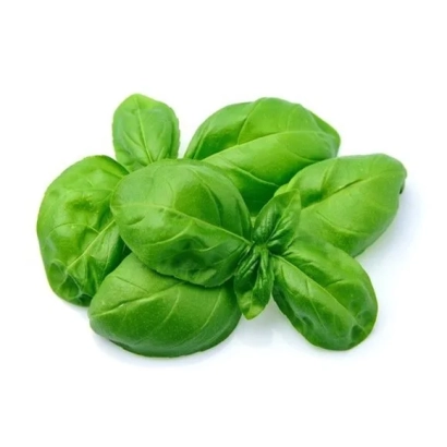 Fresh basil leaves on white background - Freshness