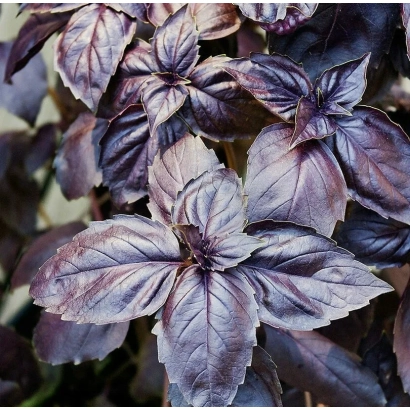 Fresh basil leaves with purple veins - ULTRAVIOLET