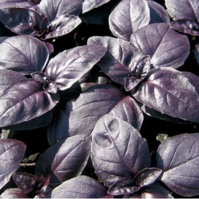 Close-up of dark purple basil leaves VAIOLET