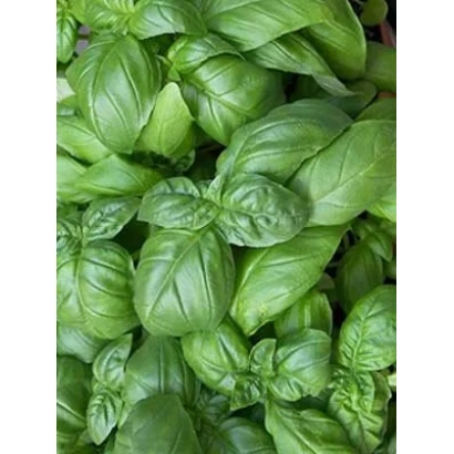 Fresh basil leaves - GREEN SCENTED