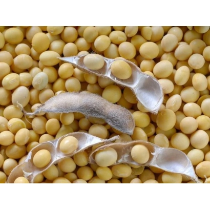 Жовті боби на фоні з відкритими стручками - Аполло