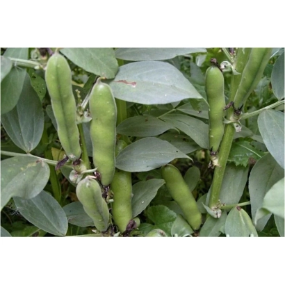 Зелені стручки бобів на рослинні - Білун