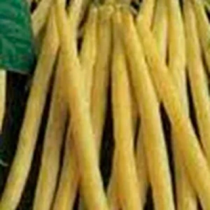 Жовті боби Карсон на зеленому фоні