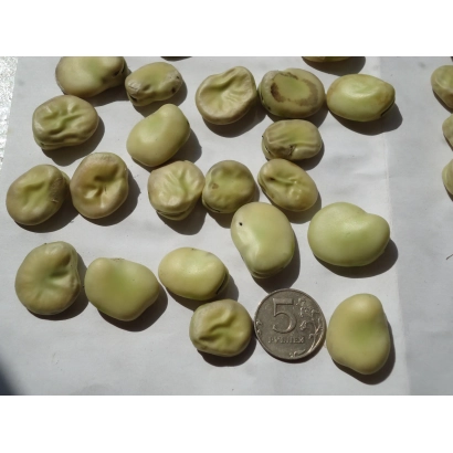 Сирі зелені боби на білій поверхні з монетою для масштабу - Форум