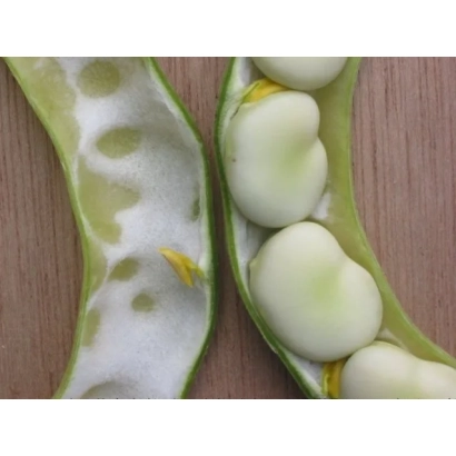 Open pods of white beans on a wooden surface - ORLETCKIE