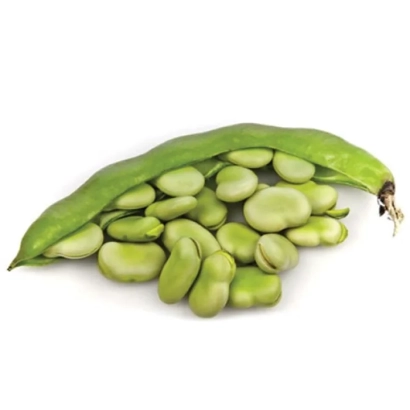 Green beans in a pod on a white background - Peremozhets