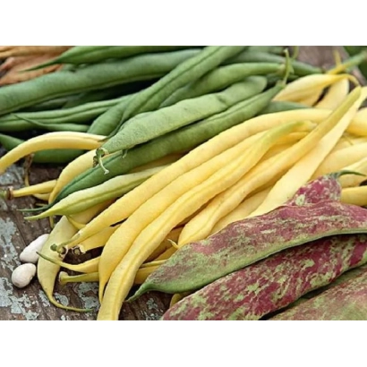 Свіжі стручки бобів різних кольорів: зелені, жовті та плямисті. - Сокільчанка