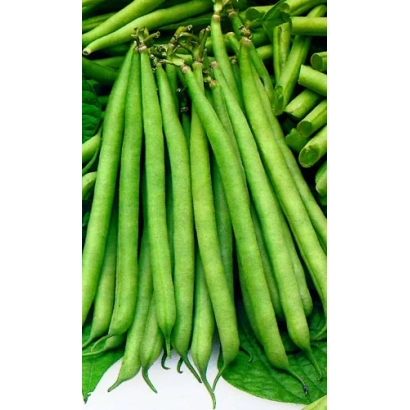 Свежие зелёные бобы на белом фоне - Универсал