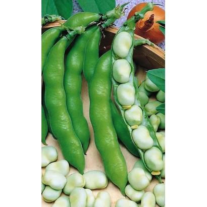 Fresh green VIROVSKIE beans