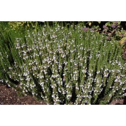 Thyme plant growing in soil - Argentum