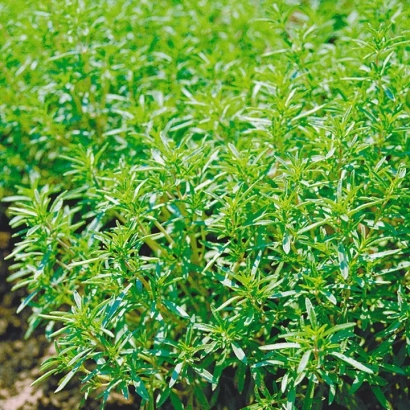 Зеленые растения чабер на поле - БРИЗ