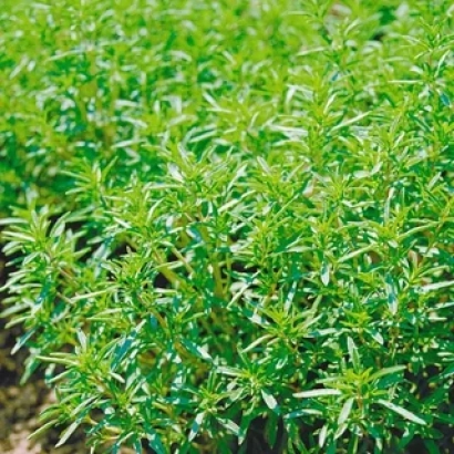 Зелёные растения чабера на поле - Маэстро