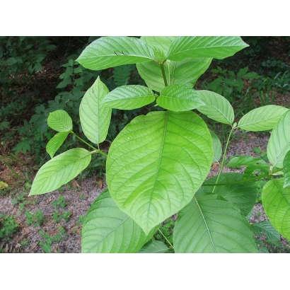 Зелёные листья чайного растения Каратум на фоне земли