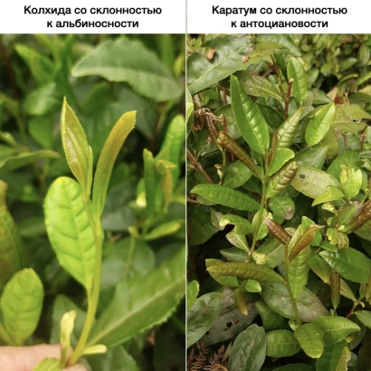 Tea plant leaves of Kolkhida variety with note on albino tendency - COLKHIDA
