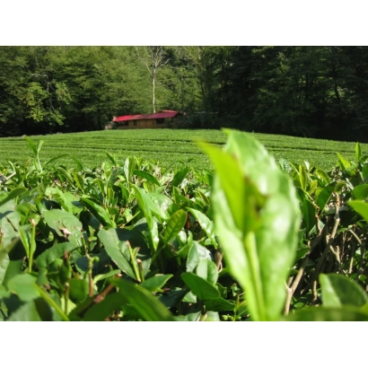 Зелёные чайные кусты на фоне леса, изображение относится к продукту Сочи