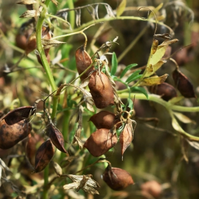 Dry pea pods on plant stems - KDC REDCOT