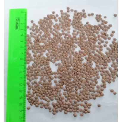 Чечевица на белой поверхности рядом с зелёной линейкой - Лира