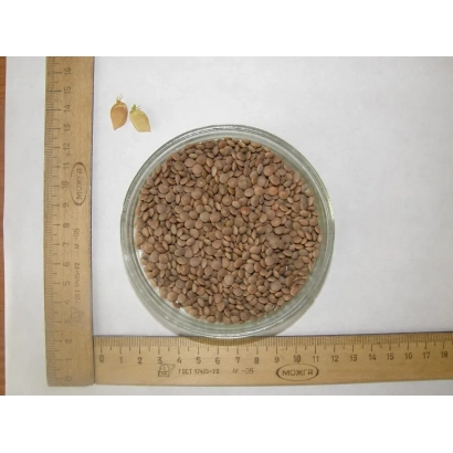 Lentils in a glass bowl on a white background with a ruler beside - Spicy